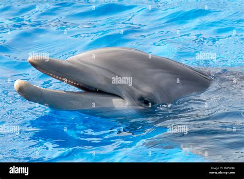 Atlantic Bottlenose Dolphin Stock Photo Alamy
