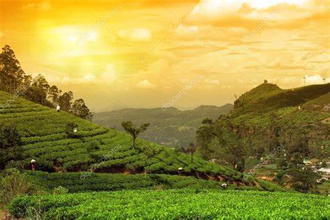 Tea Plantation Landscape Sunset — Stock Photo © Nevarpp 41147141