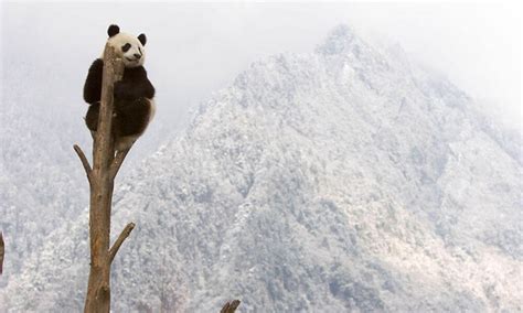Ten Interesting Facts About Giant Pandas Blog Posts Wwf