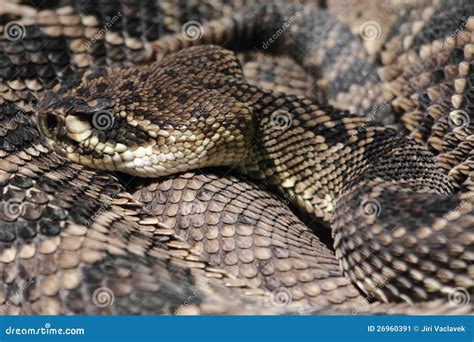 Rattlesnake Stock Image Image Of Sand Endangered Reptile 26960391