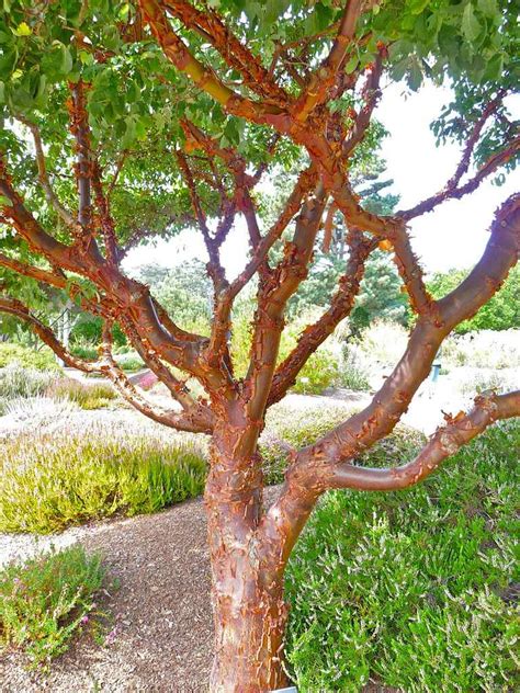 The paperbark maple are loved for their beautiful, exfoliating bark that provides winter interest. Get to Know a Variety of Maple Tree Species
