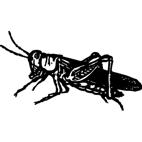 Grasshopper Png Svg Clip Art For Web Download Clip Art Png Icon Arts