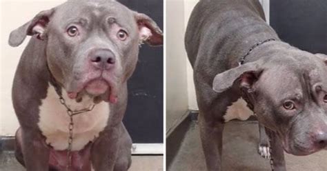 Help Viral Video Captures Dogs Heartbreak When She Realizes Shes