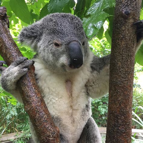 Five Year Old Koala Dies At Columbus Zoo And Aquarium 614now