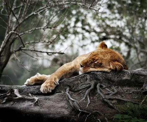 Female Lion Sleeping Stock Image Colourbox