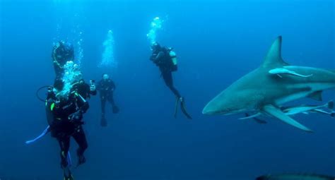 Shark Diving Durban South Africa Shark Cage Diving Sharkxcursion