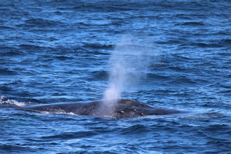 Interesting Mating Habits Of The Humpback Whale Sunshine Coast Afloat