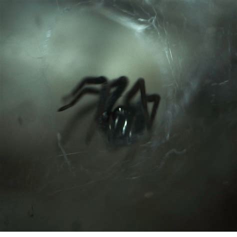 Widow Spider Envenomation A Concern For The Curious Pet Pet Poison