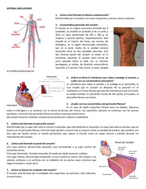 Cuestionario Sobre Aparato Circulatorio Anatomia Humana Aparato My
