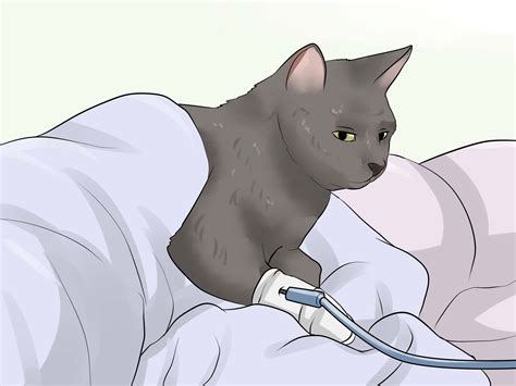 Can I Treat My Cats Urinary Tract Infection At Home CatWalls