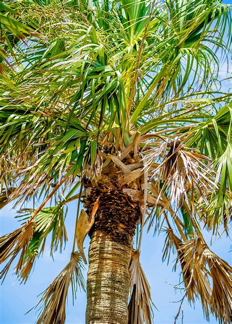 Sow Exotic Sabal Palm Tree Sabal Palmetto