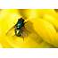 Greenbottle Fly In Yellow  Photorasa Free HD Photos