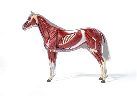 Horse Anatomy Muscular System Stock Illustration Illustration Of