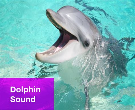 Dolphin Sound Free Mp3 Download Mingo Sounds