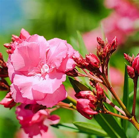 Dark Pink Oleander Tree Star Nursery Garden And Rock Centers