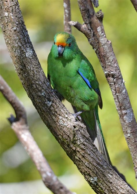 Parrot Encyclopedia Orange Fronted Parakeet World Parrot Trust