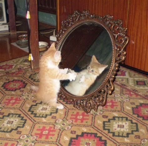 Funny Cats Kitten Attacks Mirror