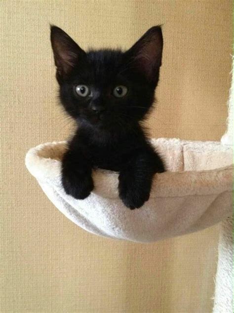 This Cute Black Kitten Needs Some Love Baby Animals Kittens Cutest