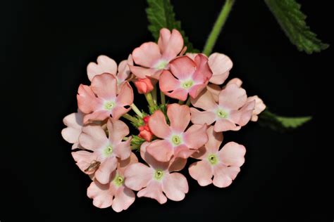 Pink Verbena Flowers Macro Free Stock Photo Public Domain Pictures