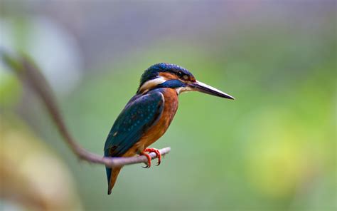 Birds Animals Photography Kingfisher Wallpapers Hd