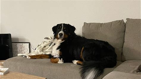 Live With A Bernese Mountain Dog Youtube