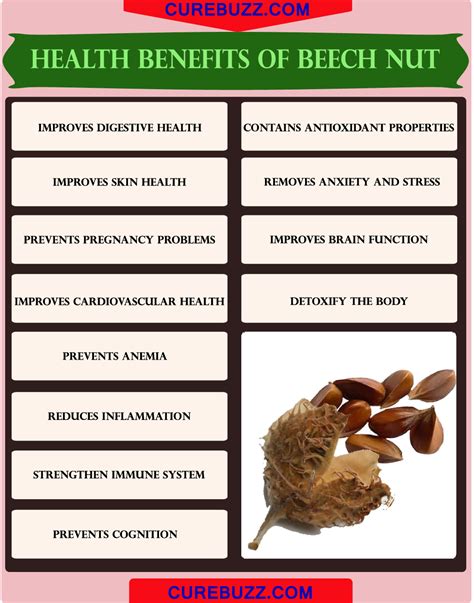 12 Health Benefits Of Beech Nut Curebuzz