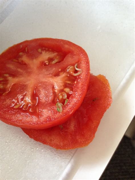 The Seeds Inside This Tomato Started To Germinate Before Cutting It