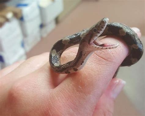 This Smiling Snake Is Very Happy That Hes Just Been Rescued From A