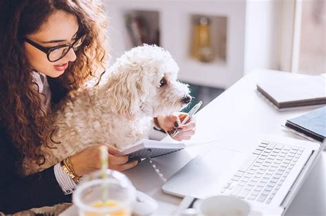 Dog tranquilizer pills aren't recommended unless you it isn't recommended to sedate a dog with dog tranquilizer pills unless you're a veterinarian. Survival Guide For Dog Parents Who Work At Home - Dogtime