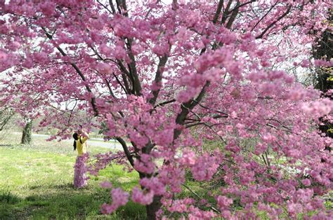 Cherry Blossom Trees In Full Bloom In Washington Dc Cn