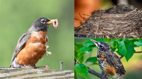 Robin Nesting Habits How To Find Nests And 5 Nest Behaviors To Observe