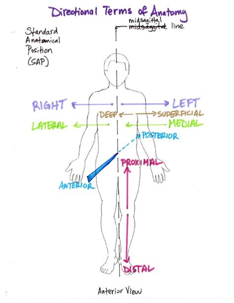 Anatomy Directional Terms Anatomical Charts And Posters