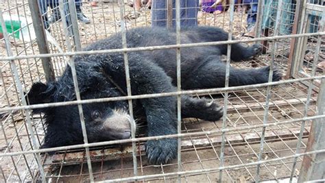 Rare Asiatic Black Bear Captured Just Outside Yangon
