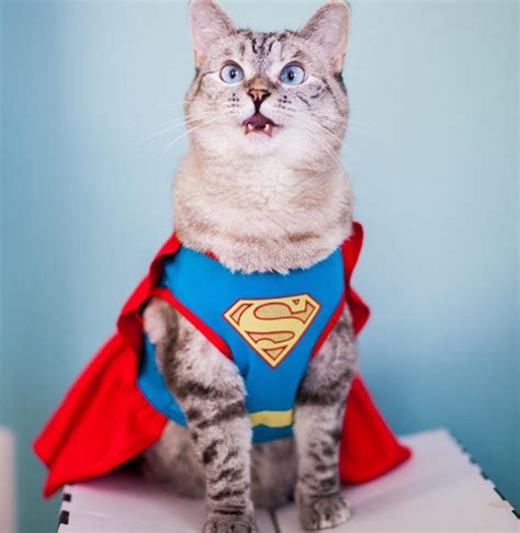 the most famous cat on ig gain guinness world record funfeed