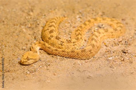 Saharan Horned Desert Viper Cerastes Cerastes Sand Northern Africa