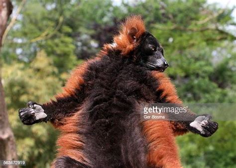 Happy Lemur Photos And Premium High Res Pictures Getty Images