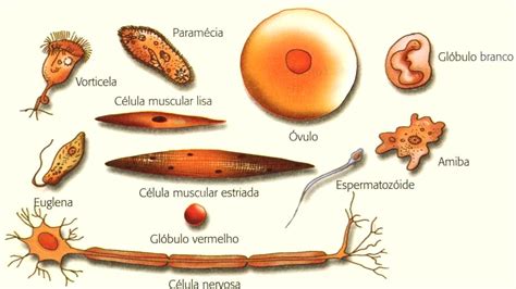 Biologia Celular Carlos Humberto Pelaez Pereda
