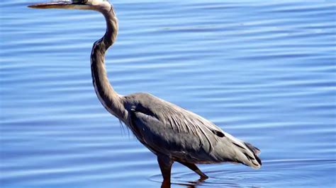 Types Of Herons Found In Florida With Images