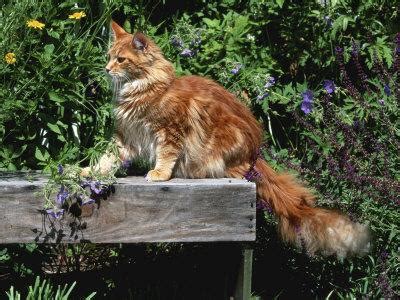 Found 255 maine coon pets and animals ads from united states. Domestic Cat, Maine Coon Breed, Maine, USA Photographic ...
