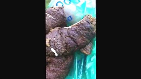 White Tapeworms crawling in dog poop - YouTube