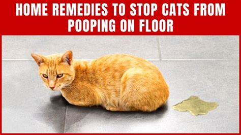 Reasons Why Cats Poop On Rugs And How To Stop It 43 Off