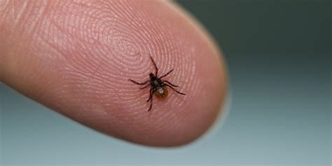 How To Get Rid Of Seed Ticks Quickly And Effectively