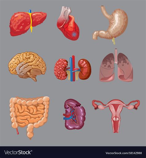 Cartoon Internal Human Organs Collection Vector Image