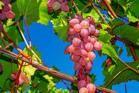 Tipos De Uvas Para Vino Más Utilizadas En España