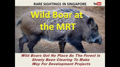 黑肥肥領土 (hēi féi féi lǐngtǔ). Singapore's Rarely Seen - Wild Boar At The MRT Station ...