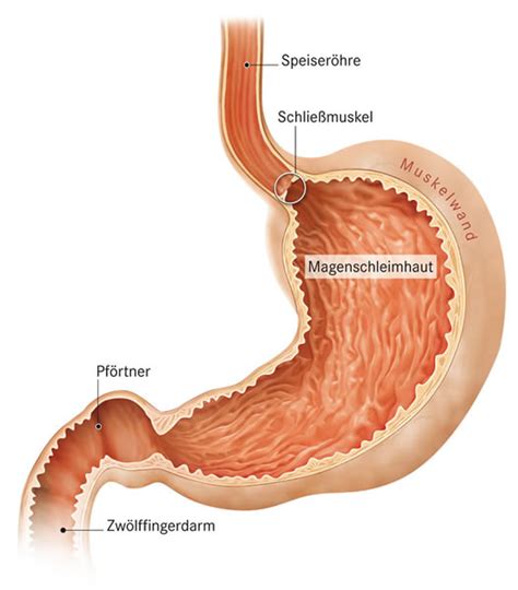 Anatomie mensch verdeutlicht mit hilfe von anatomischen bildern das zusammenspiel der organe und gewebe im menschlichen körper. Der Magen - unser Verdauungsorgan | Apotheken Umschau