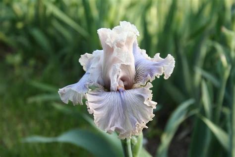 Photo Of The Bloom Of Tall Bearded Iris Iris Haunted Heart Posted