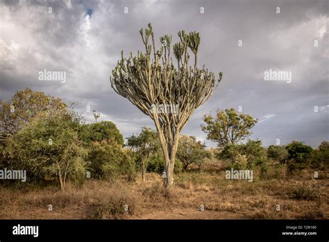 A Candelabra Tree Euphorbia Ingens In Lake Nakuru National Park