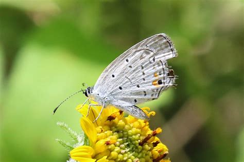 Rio Grande Valley Butterflies Eastern Tailed Blue At Nbc 5815