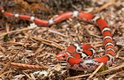 Northern Scarlet Snake Cemophora Coccinea Cre8foru2009 Flickr
